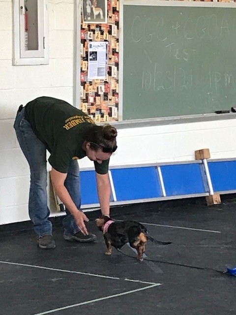 Owner greets small dog during therapy test